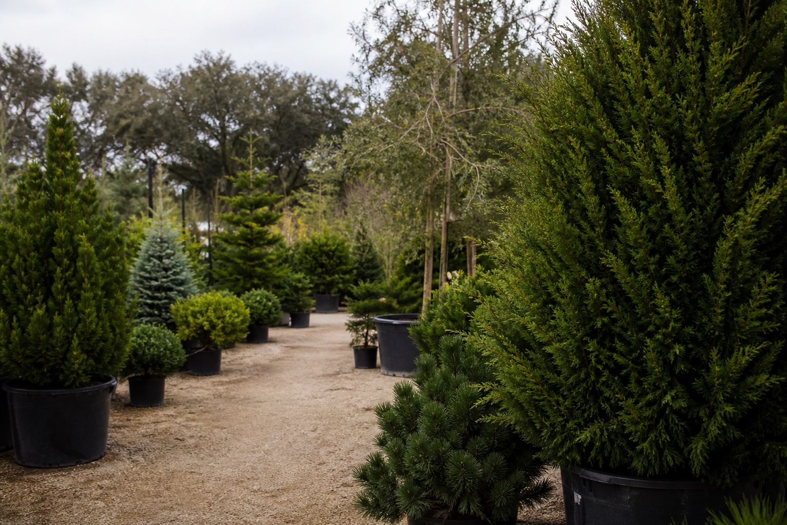 Representative nursery aisle with varied evergreen forms