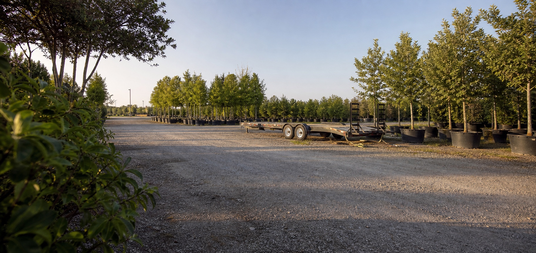 Representative nursery service yard with container trees and a trailer