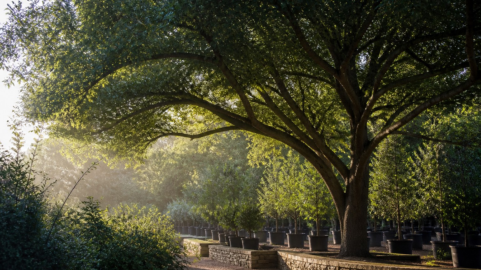 Representative ornamental tree canopy and orderly nursery setting